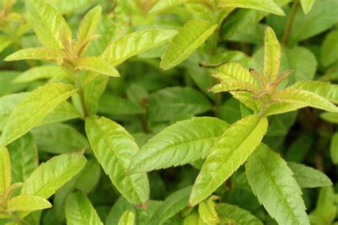 what is lemon verbena scent.